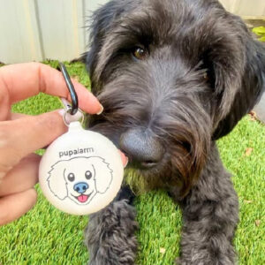 @archie_thebordoodle