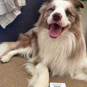 @alfie_the_border_collie_