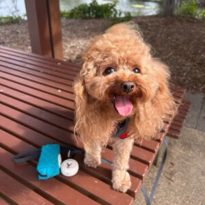 @lifewithcharlie_thecavoodle
