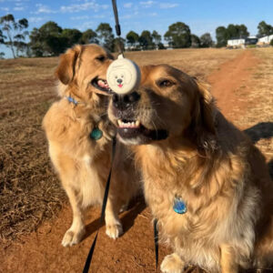 @loki_and_leos_goldenlife