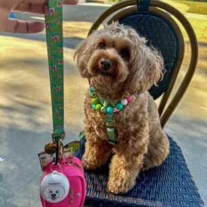 @miss_ella_cavoodle