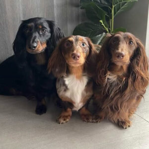 @the.dach.pack