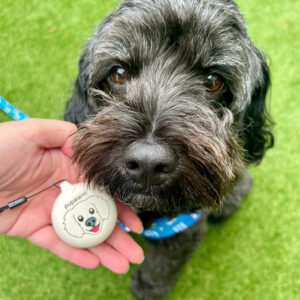 @toothless.the.cavoodle